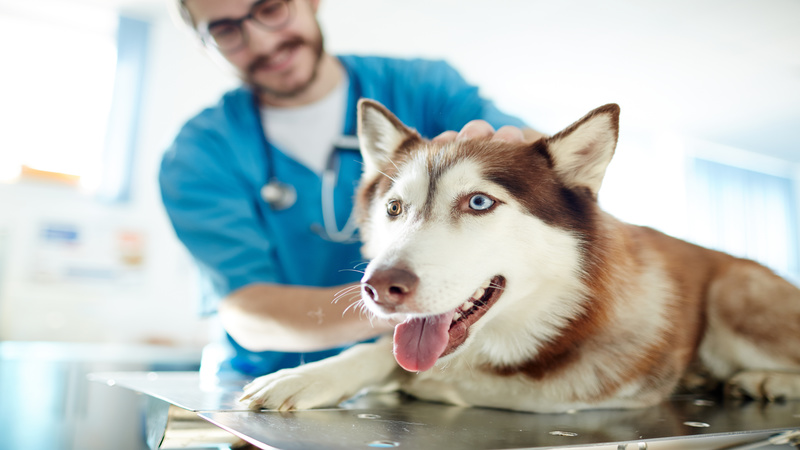 3 Reasons to Consider Improving Pet Wellness in Mckinley Park