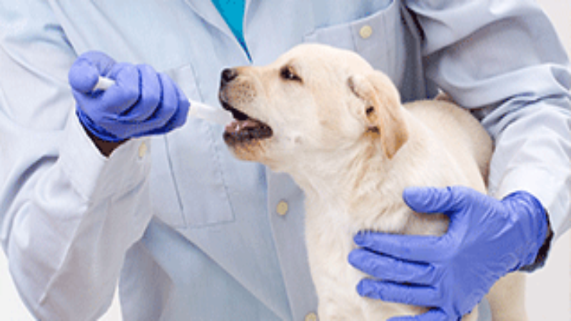 What Should You Know About Domestic Animal Medical Care in Joppa, MD?