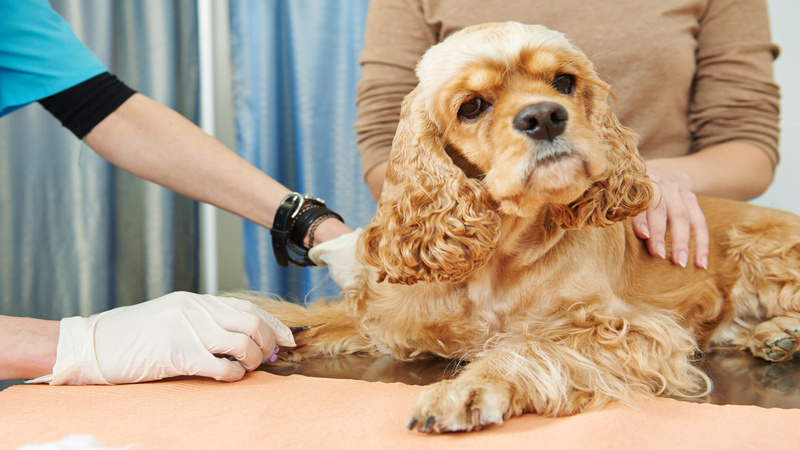 Top Things You Should Know About Heart Murmurs in Pets in Chicago