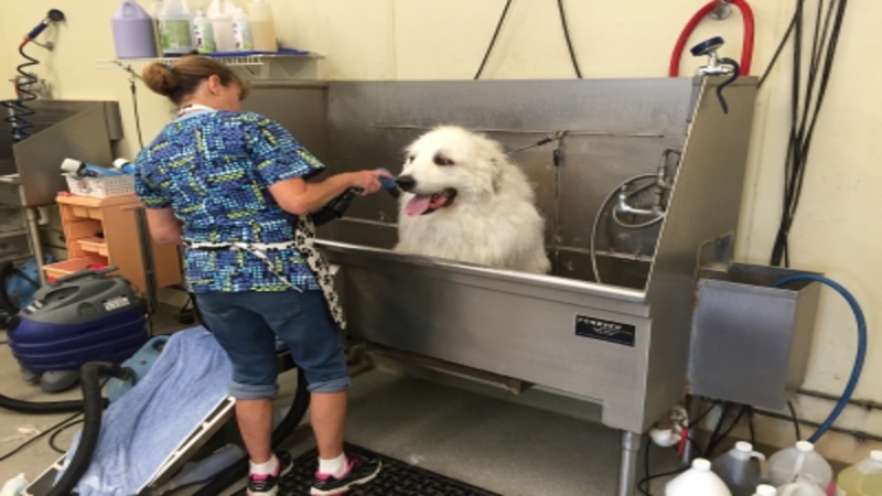 Proper Dog Grooming In Omaha NE Is What’s Best For Your Pet