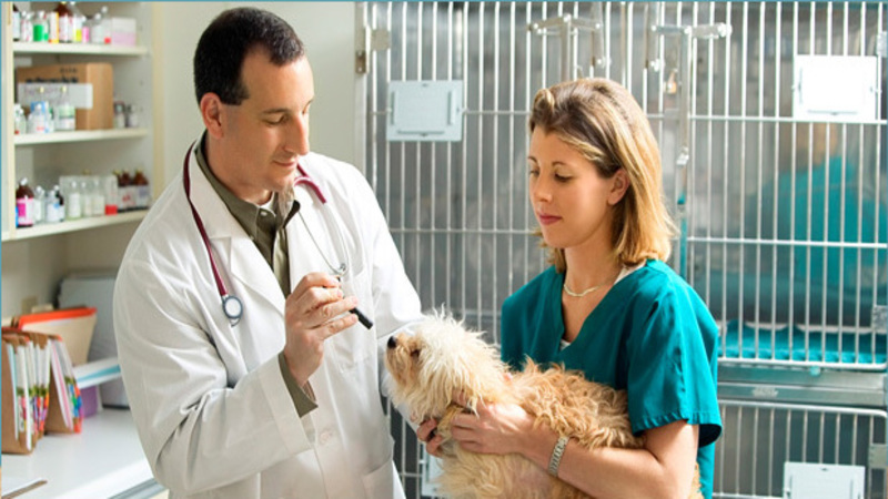 Planning Domestic Animal Medical Care in Joppa, MD: What You Need to Know