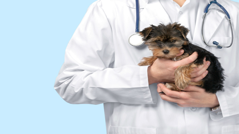 More Than Check Ups: What a Vet in Chicago Can Teach You About Your Pet ...