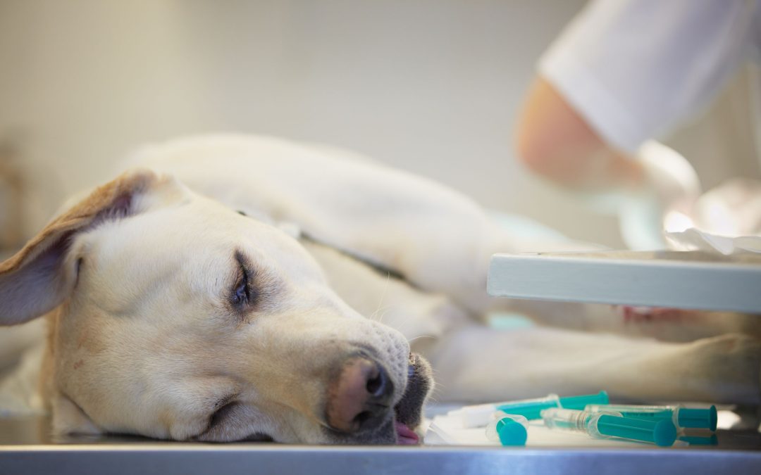 Help Your Furry Friend Thrive with Pet Dental Cleaning in St. Johns, FL Services